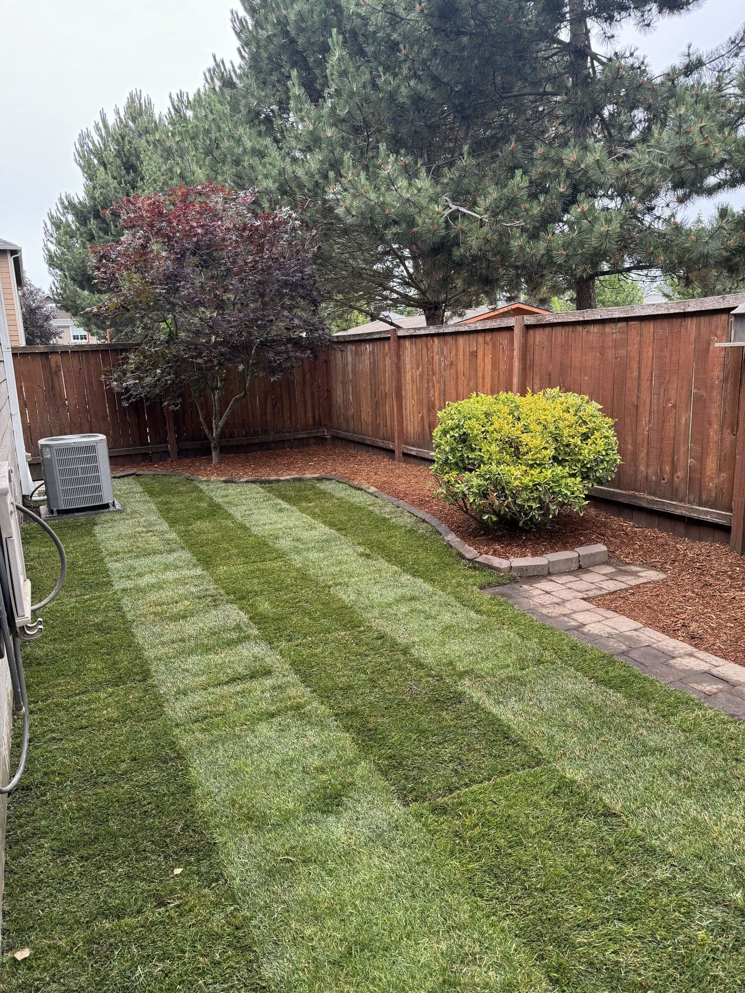 Striped lawn maintenance with flowering shrub